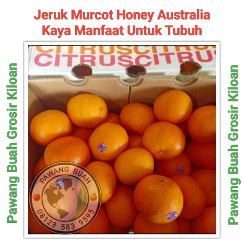 

jeruk afourer australia 1dus dos box jeruk super manis tanpa biji pawang buah import surabaya jawa timur