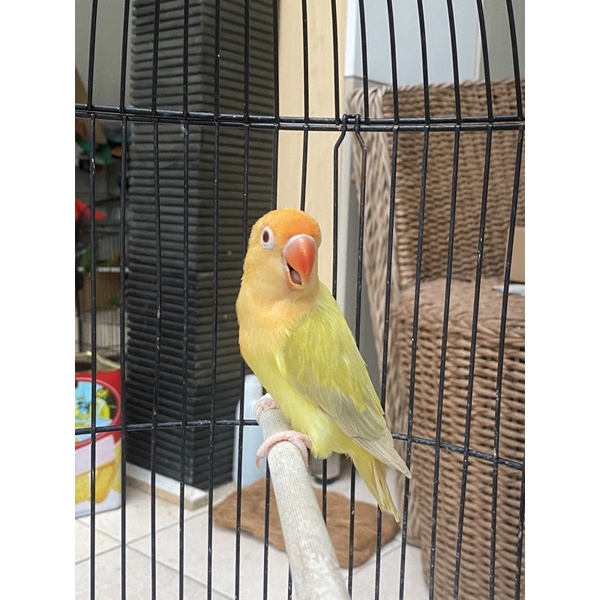 lovebird pb euwinf pf