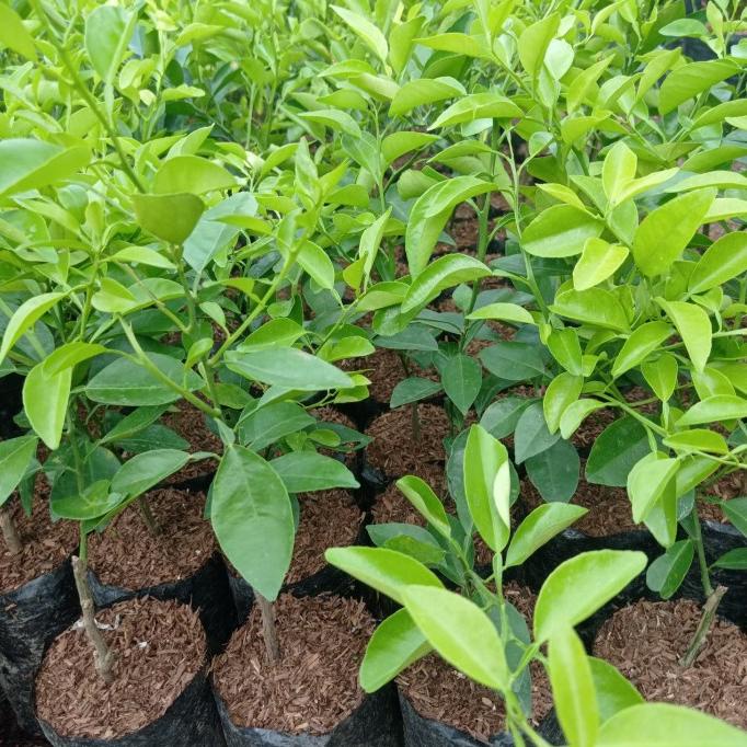 joss Tanaman jeruk limo, bibit jeruk limo, pohon jeruk limo viral