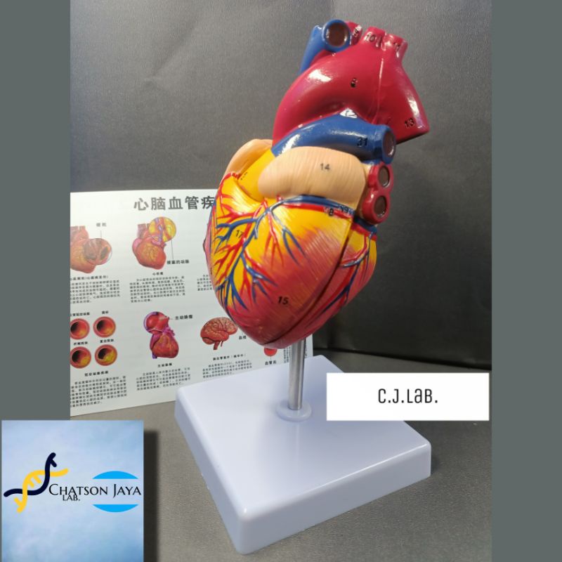 Alat Peraga Anatomi Jantung Manusia Terdiri dari 2 Bagian-Manekin Jantung 2 Parts