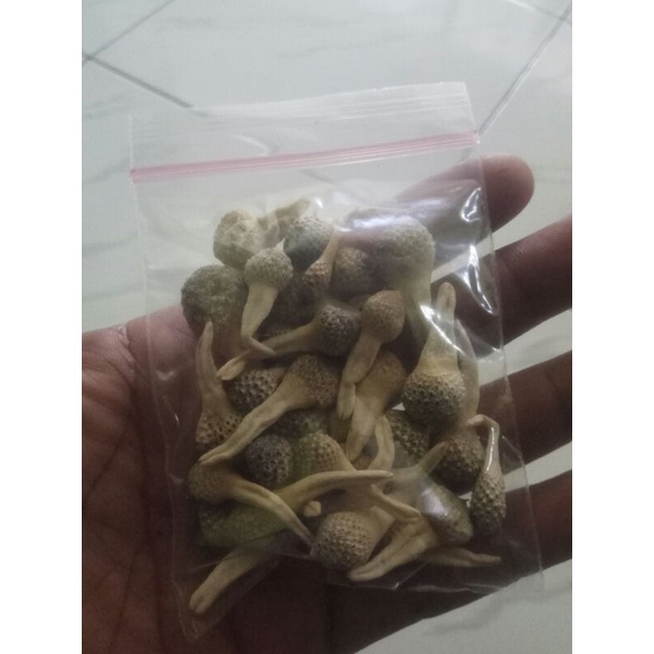 Empot ayam putih super.