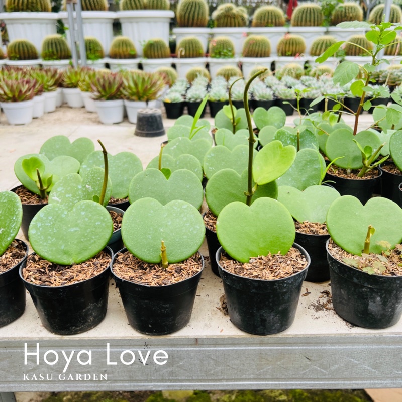 Tanaman hias hoya love sweet heart - Full set include pot &amp; tanah