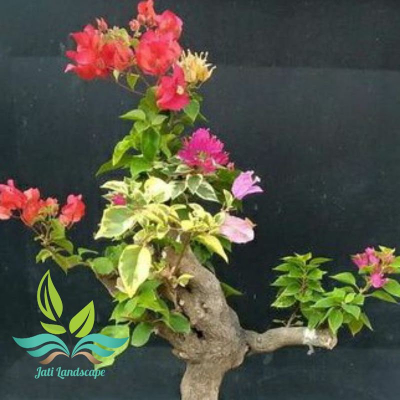 NEWTANAMAN HIAS BUGENVIL BUNGA KERTAS//BONGGOL BESAR 3 WARNA