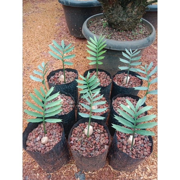 Encephalartos Horridus Seedlings
