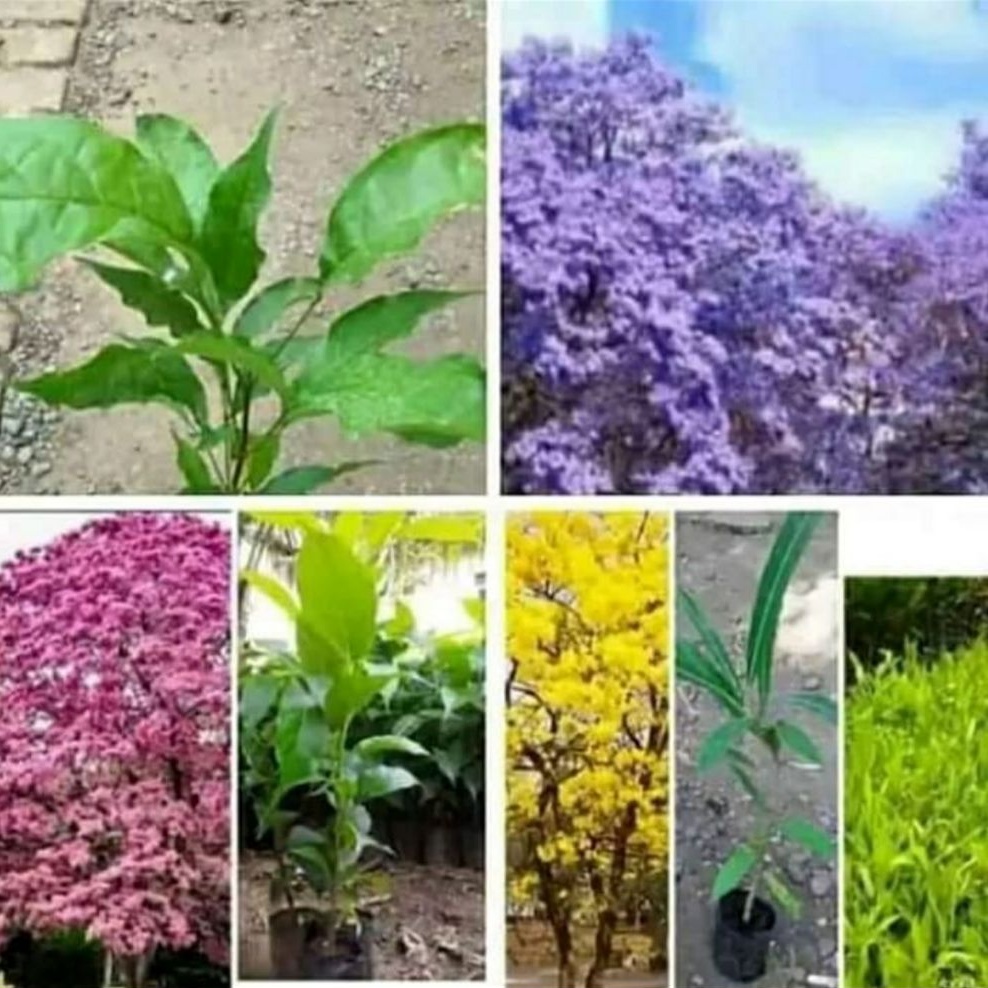 paket 3 bibit tanaman hias bunga sakura tabebuya ungu pink kuning / pohon tabebuya / tanaman bibit s