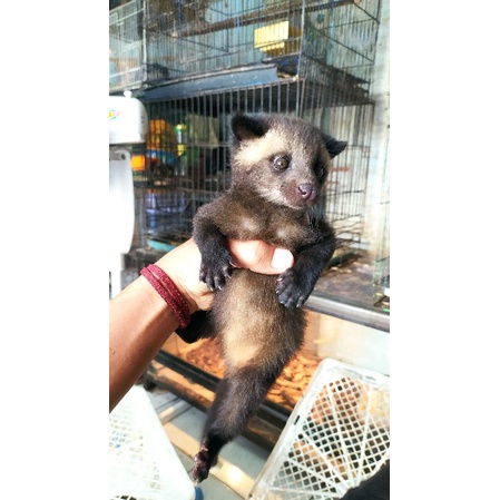 musang bulan