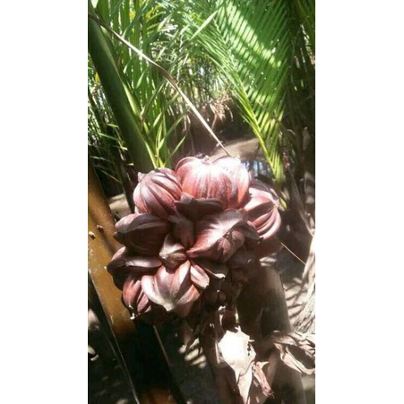 Bibit pohon nipah atau dahon