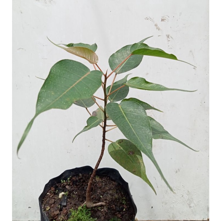 Pohon Bodhi - Ficus Religiosa