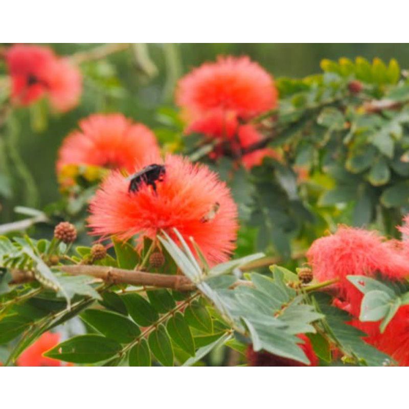 Madu Murni Rambutan Madu Asli Madu Mentah Nectar 1liter