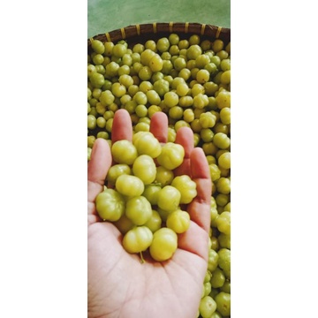 

BUAH CERMAI SEGAR LANGSUNG PETIK 500g