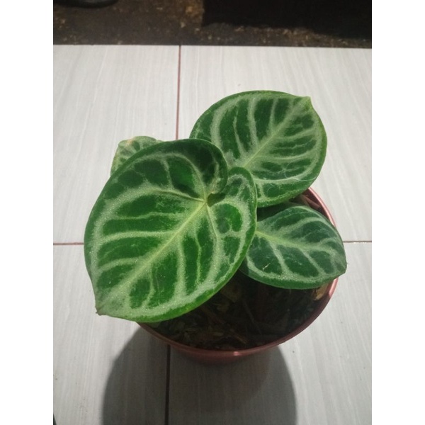 anthurium dorayaki mangkok original