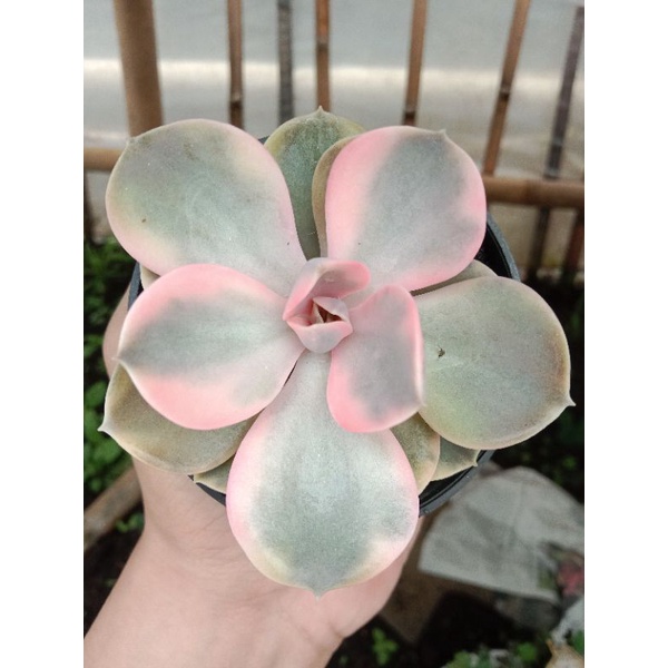 Echeveria west rainbow