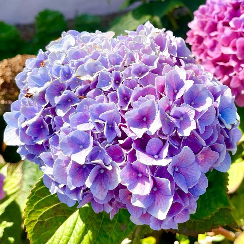 Bibit Bunga Pancawarna Hortensia sudah berbunga
