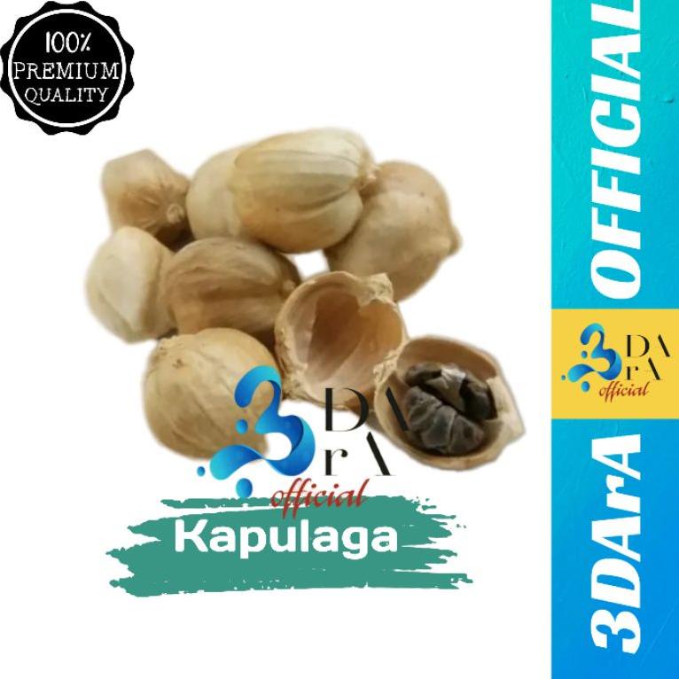 

NEW PRODUCT Kapulaga Jawa 500gr - Kapulaga Lokal Premium ♪ 859