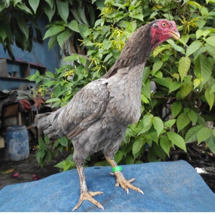 

Spesial Edition--TELUR AYAM BANGKOK BIRMA BESAR PETARUNG ADUAN FERTIL UNTUK DITETASKAN