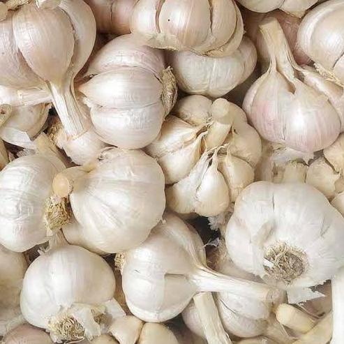 

B6n1M--Bawang Putih Kating 500 gram Premium (tidak ada yang busuk)
