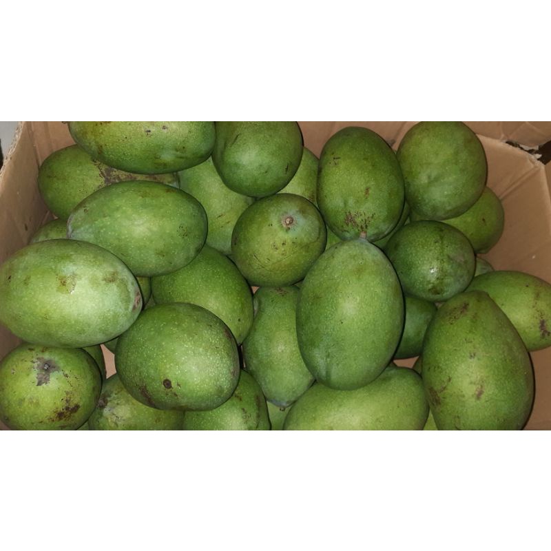 

buah mangga manalagi rujak /mangga probolinggo 1 kg