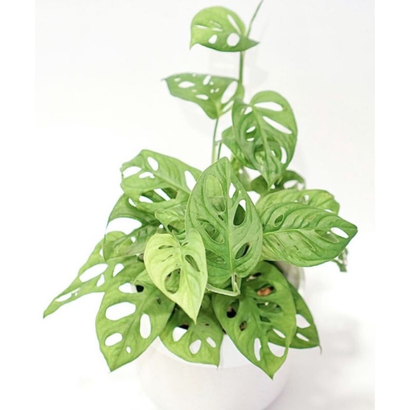 ( TERMURAH) Tanaman Hias Monstera Obliqua - Tanaman hias indoor Janda bolong - Philodendro Janda bol