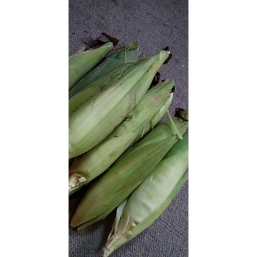 

jagung manis ramah lingkungan