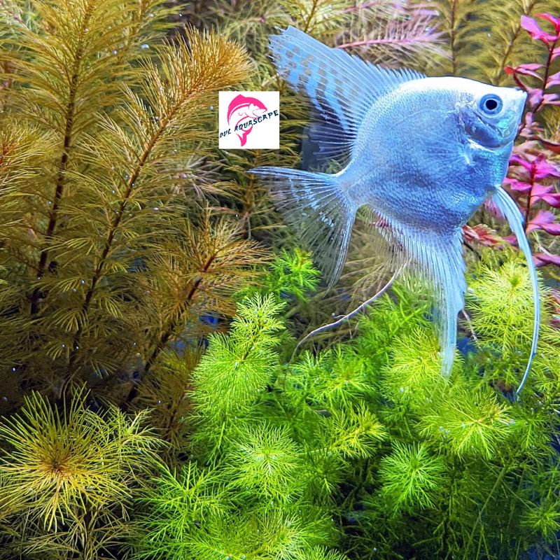 ikan hias manfish platinum aquascape