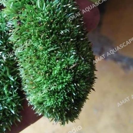 Moss Paludarium/Terrarium/vivarium