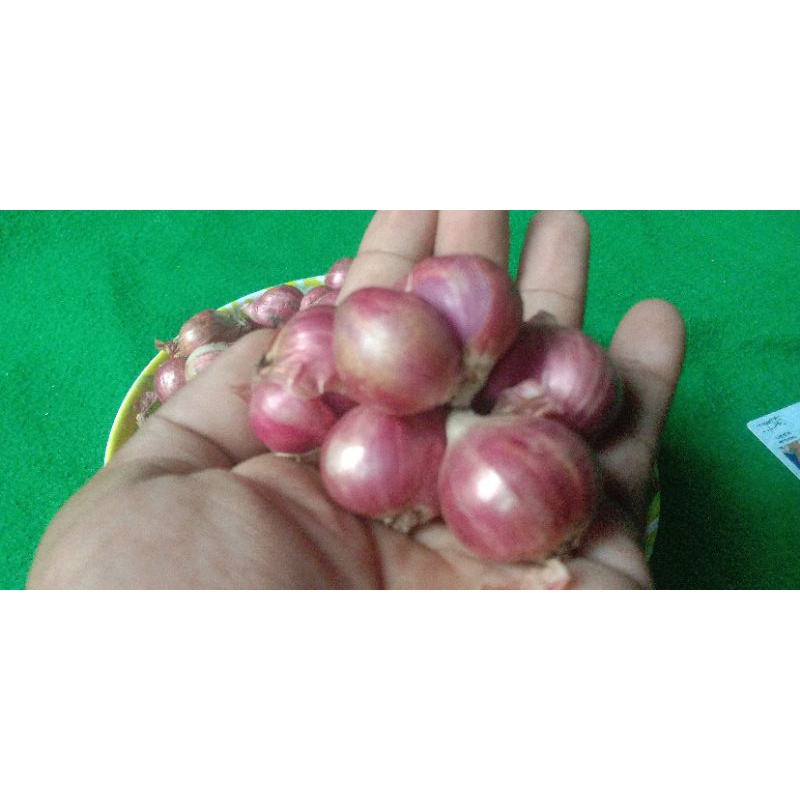 

Bawang Merah Probolinggo