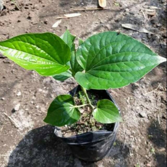 bibit kemukus super setek batang