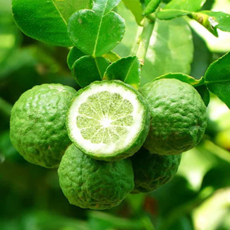 Bibit Buah Jeruk Limau Jeruk Sambal Sudah Berbuah