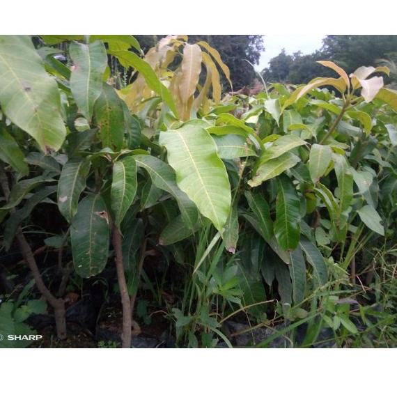 {LRA.18Oc22ᴰ} Paket 4 Bibit Mangga Import : Mangga Mahatir, Chokanan, Irwin, Kiojay