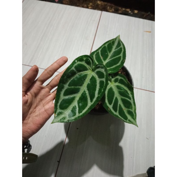 anthurium cystalinum silver tiger