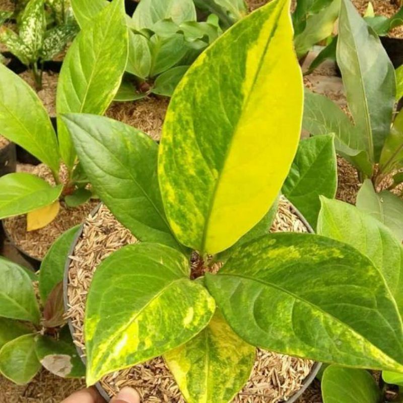 tanaman hias antorium varigata