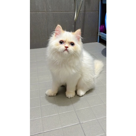 Adopsi 2 Kucing Himalaya red point(Jantan smua) blue eye/mata biru