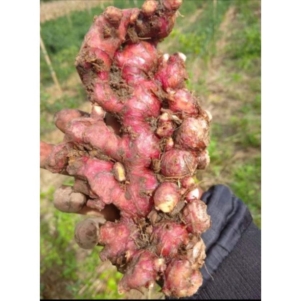 

Jahe Merah Super Fresh Red Ginger 1 kg