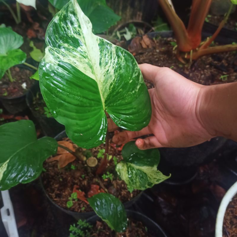 Homalomena Variegata splash