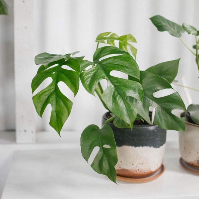 tanaman hias monstera rhaphidophora / rhaphidophora