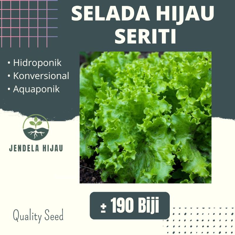 Benih Selada Hijau SERITI - Bibit Tanaman Sayuran Repack.