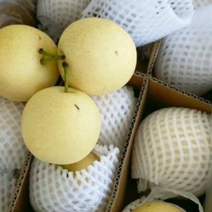 

Termurah Buah pir / pear 1 kg 
