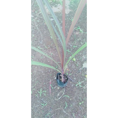 pohon tebu hitam tebu ireng-bibit tanaman tebu Ireng tebu hitam