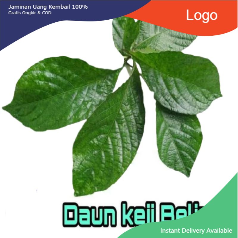 

Promo Daun keji beling/pecah beling segar organik per helai/lembar