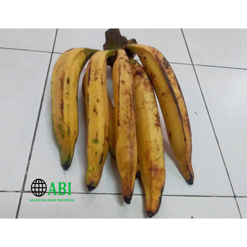 

Pisang Tanduk 1 Buah