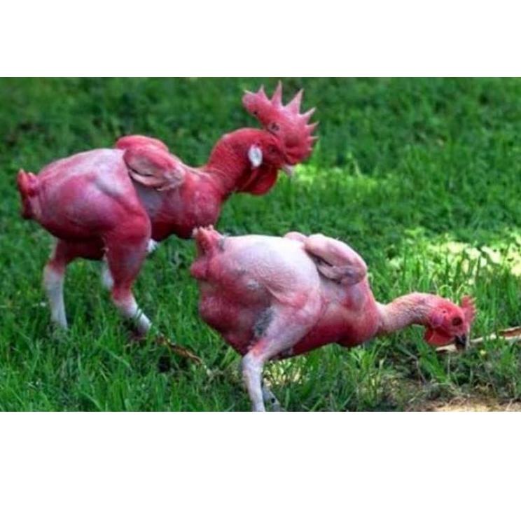 

Kodew3W7i--Telur ayam fertil tanpa bulu siap ditetaskan