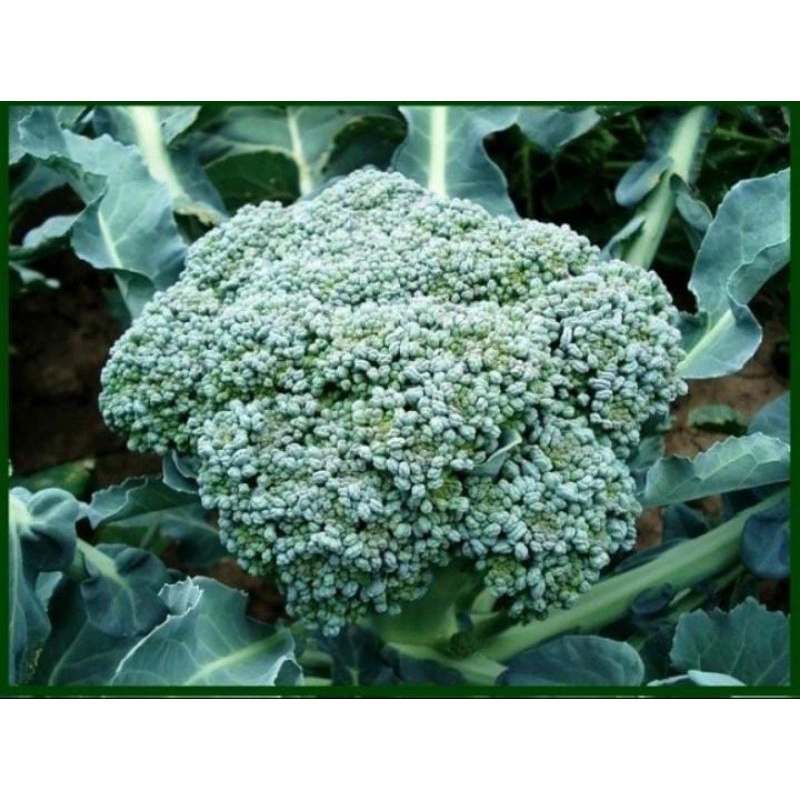 BROCCOLI WALTHAM 29