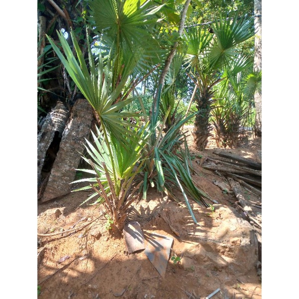 jual bibit pohon lontar atau buah Siwalan