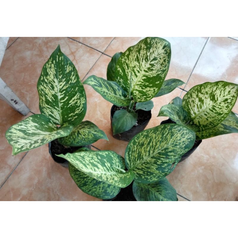 aglonema diven anggun ayu dewasa