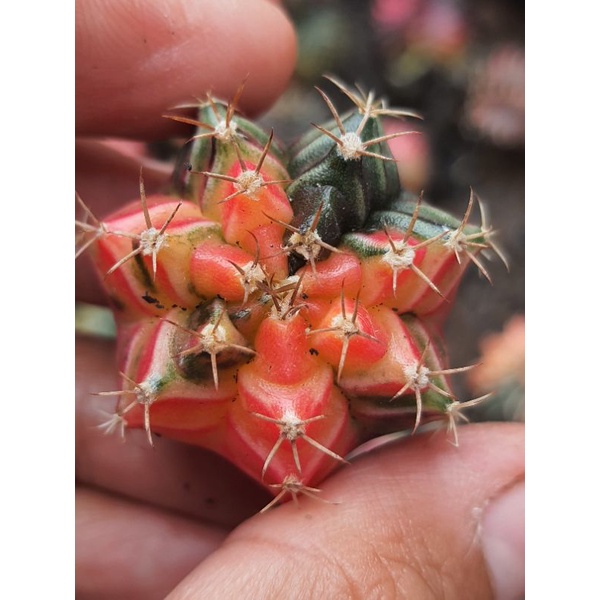 miha hybrid varigata