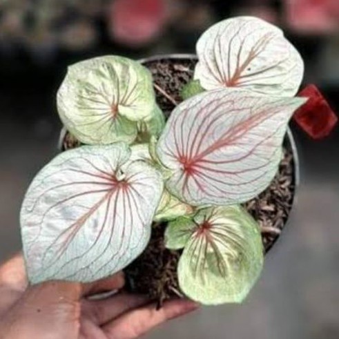 Keladi White Angel Bibit Bunga Caladium Murah Bukan Bonggol/Tanaman Hias Caladium/Cladium putih/kela
