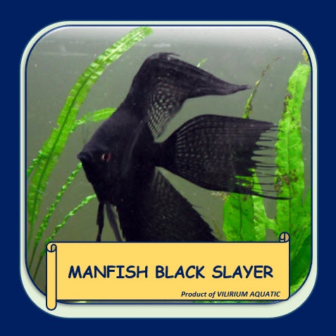 IKAN HIAS AIR TAWAR - ANGELFISH / MANFISH BLACK SLAYER / LONGFIN
