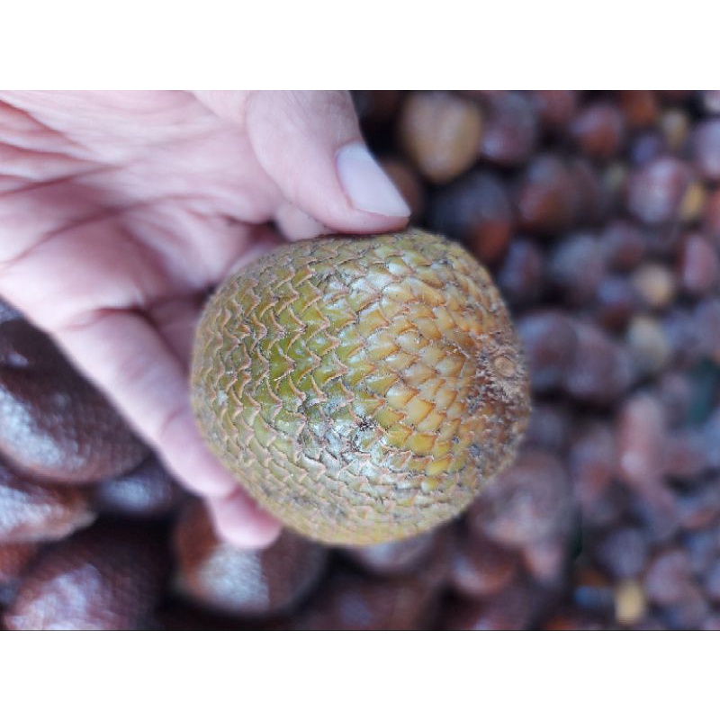 

Salak Gading Organic