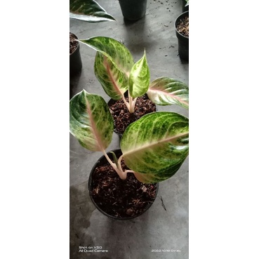 jamela jackpot aglonema