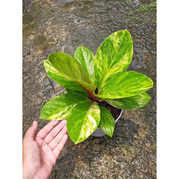 anthurium Jemani Varigata